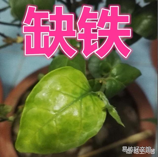 我这盆茉莉花个别花叶变浅了是什么原因?