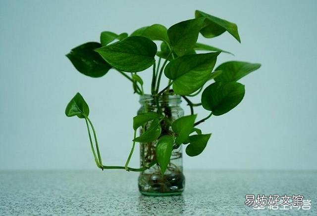 为什么么绿萝叶子颜色会变淡？