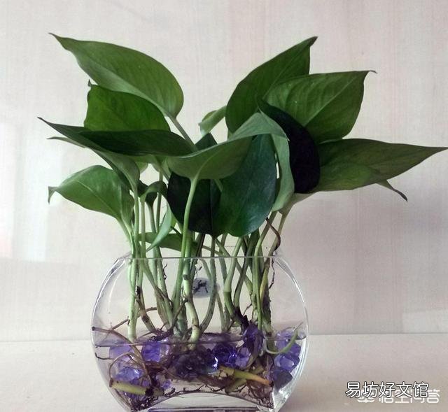 为什么么绿萝叶子颜色会变淡？