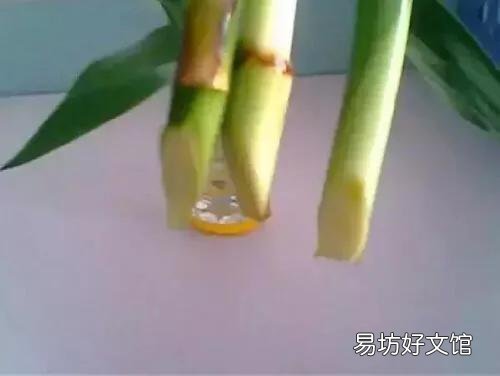 富贵竹怎扦插和养护?