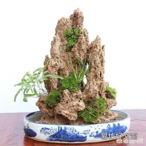 #新年新家装# 哪些植物适合生长盆景吸水石上？