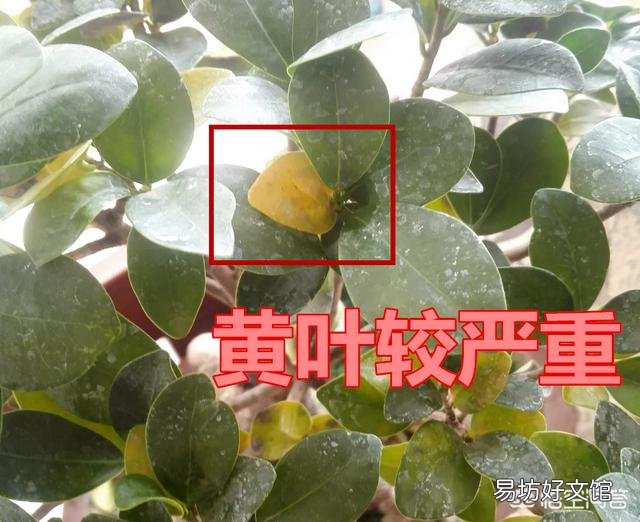 榕树叶子发黄的救治方法及日常养护注意事项分别是什么？