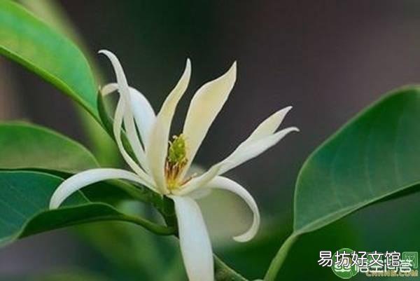 兰花有哪常见的品种?