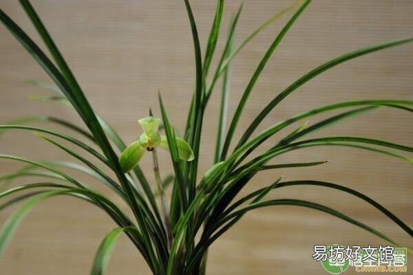 兰花有哪常见的品种?