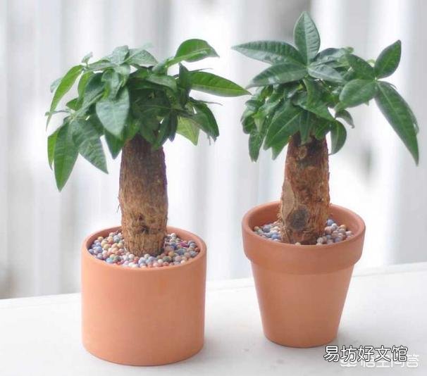 发财树叶黄的越来越多，是怎么回事？