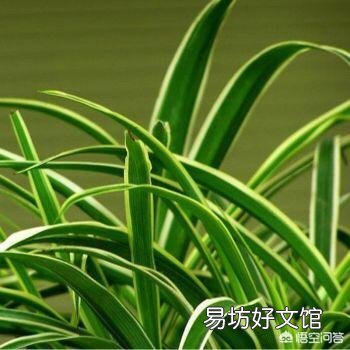 金边吊兰金边没了怎么办,金边还能回来吗?