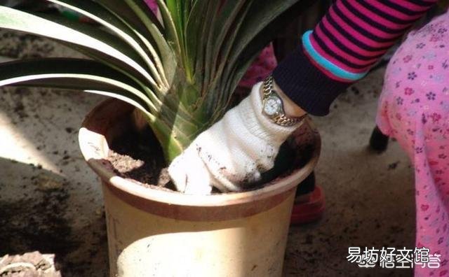 给植物换盆的条件是什么?