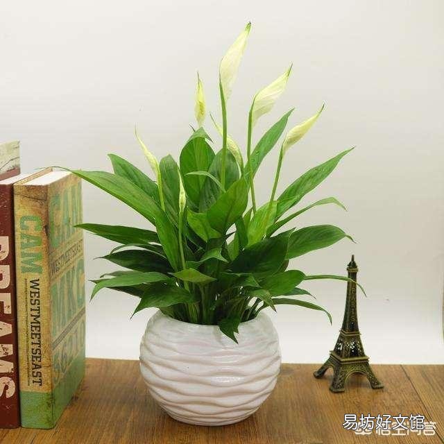 给植物换盆的条件是什么?