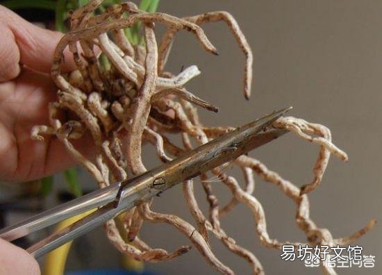 给植物换盆的条件是什么?