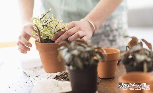 给植物换盆的条件是什么?