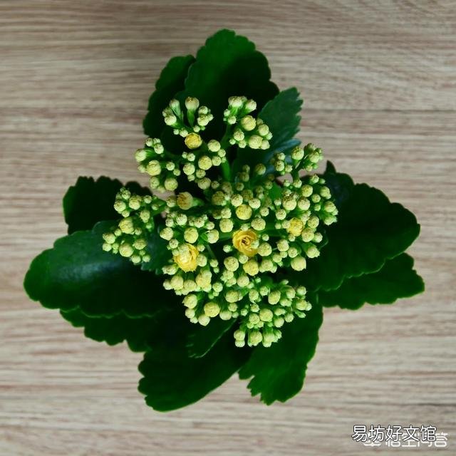 给植物换盆的条件是什么?