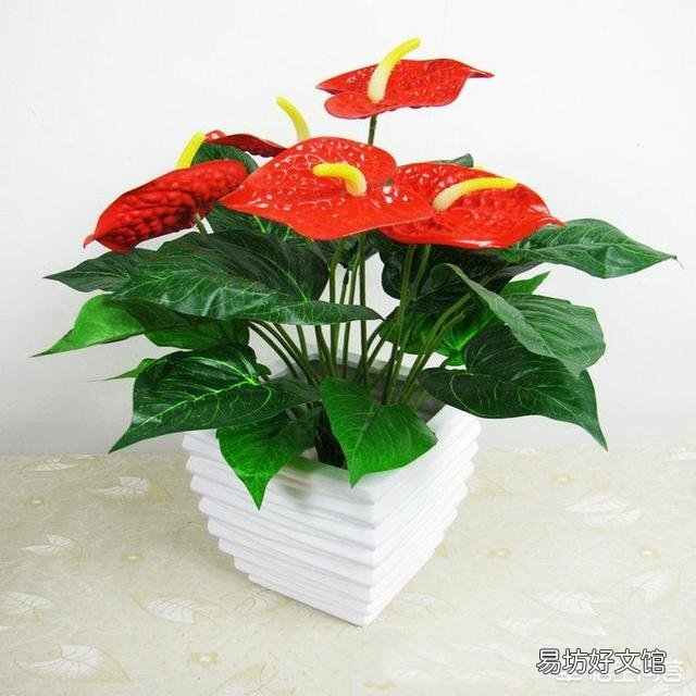 给植物换盆的条件是什么?