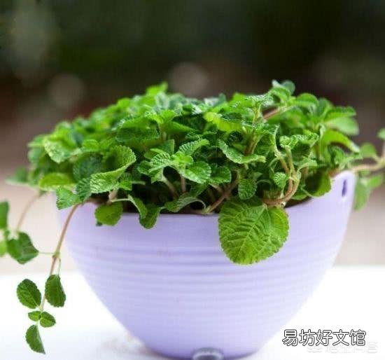 给植物换盆的条件是什么?