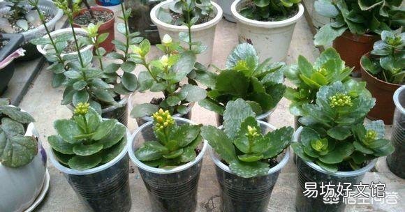 给植物换盆的条件是什么?