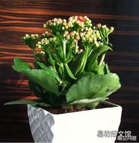 给植物换盆的条件是什么?
