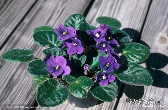 给植物换盆的条件是什么?