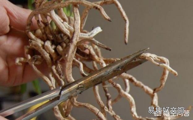 给植物换盆的条件是什么?