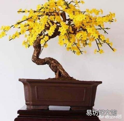 在北方，室外溫度零下7度，昨天我把迎春花拿到外面曬太陽到了晚上忘記搬到室內，還能成活嗎？