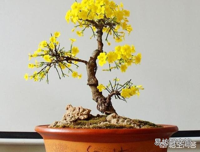在北方，室外溫度零下7度，昨天我把迎春花拿到外面曬太陽到了晚上忘記搬到室內，還能成活嗎？