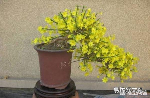在北方，室外溫度零下7度，昨天我把迎春花拿到外面曬太陽到了晚上忘記搬到室內，還能成活嗎？