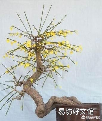 在北方，室外溫度零下7度，昨天我把迎春花拿到外面曬太陽到了晚上忘記搬到室內，還能成活嗎？