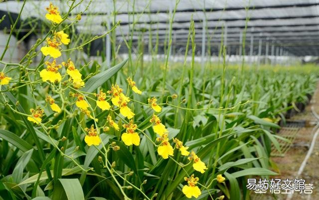 唇瓣会动的兰花是什么兰花?