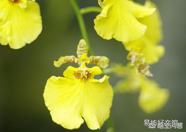 唇瓣会动的兰花是什么兰花?