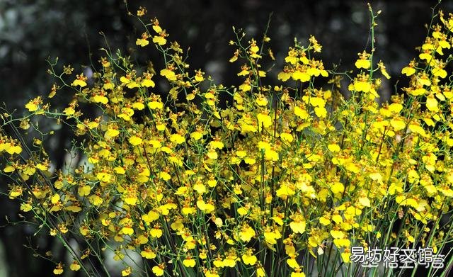 唇瓣会动的兰花是什么兰花?