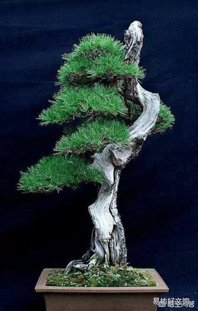 如何让盆景树枝变得更加苍老？