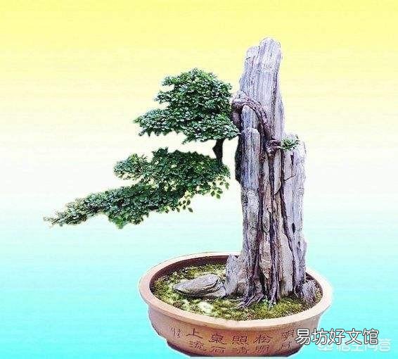 如何让盆景树枝变得更加苍老？
