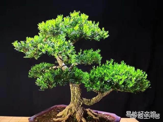 如何让盆景树枝变得更加苍老？