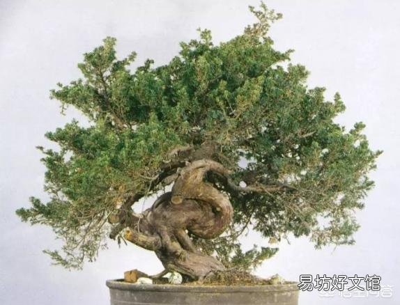 如何让盆景树枝变得更加苍老？