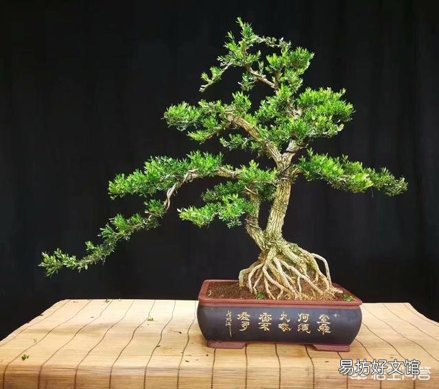 如何让盆景树枝变得更加苍老？