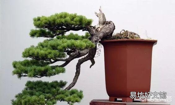 如何让盆景树枝变得更加苍老？