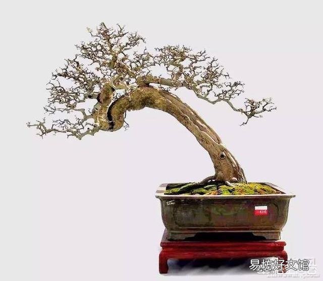 如何让盆景树枝变得更加苍老？