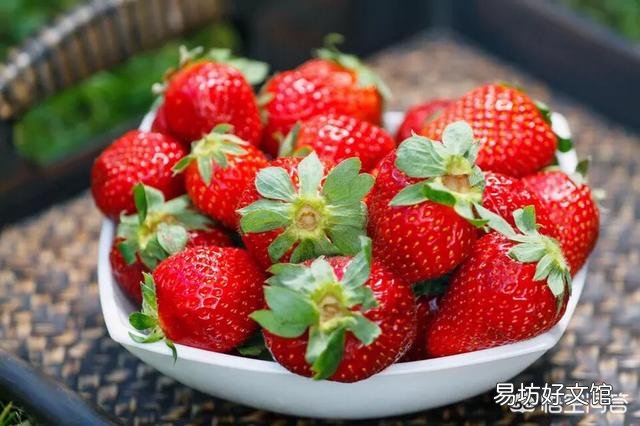 月季专用土除了月季还能种什么?