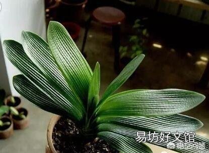 要怎样提高盆栽君子兰观赏性?