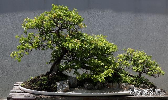 不同季节要如何护理好雀梅盆景?