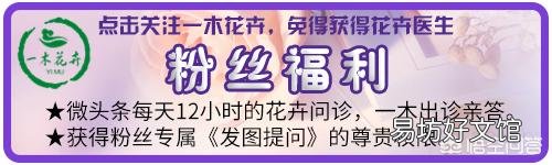 不同季节要如何护理好雀梅盆景?