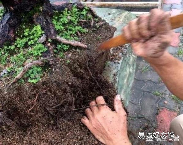 盆景几月换一次盆比较好?