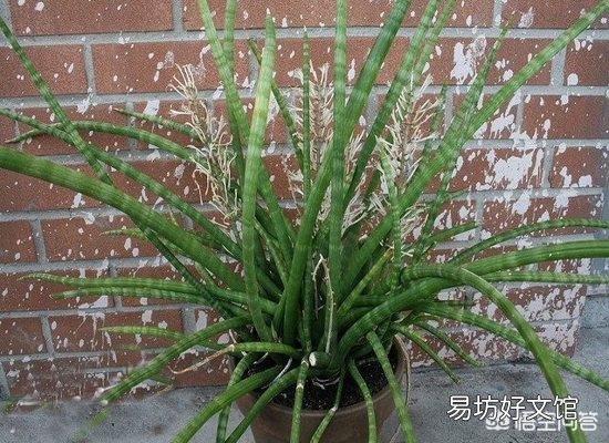 虎皮兰的种类有哪些?