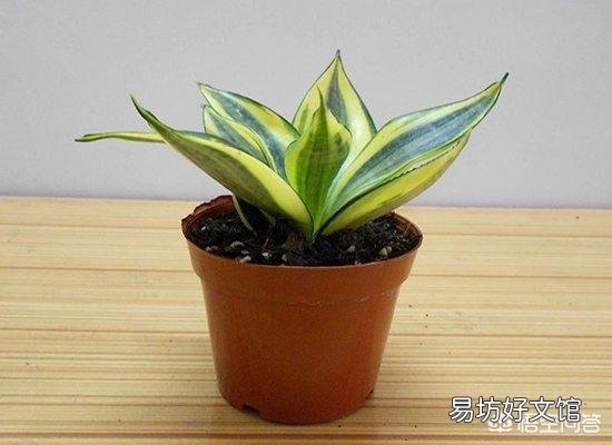 虎皮兰的种类有哪些?