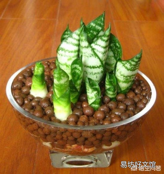 虎皮兰的种类有哪些?
