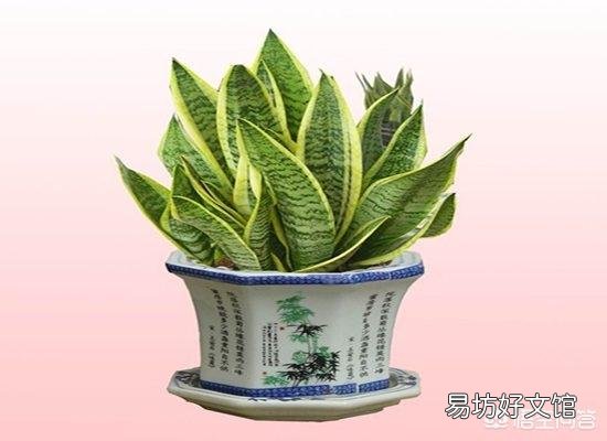 虎皮兰的种类有哪些?