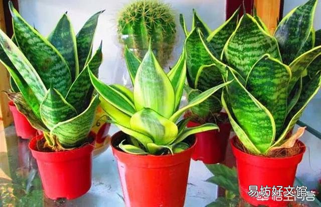 虎皮兰的种类有哪些?