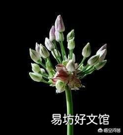 这是一种什么植物?