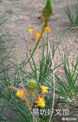 这是一种什么植物?