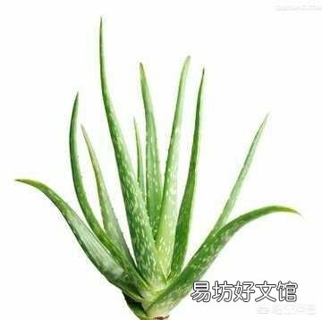 这是一种什么植物?