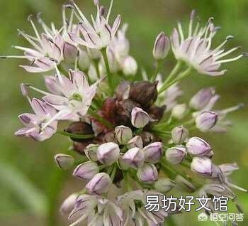 这是一种什么植物?