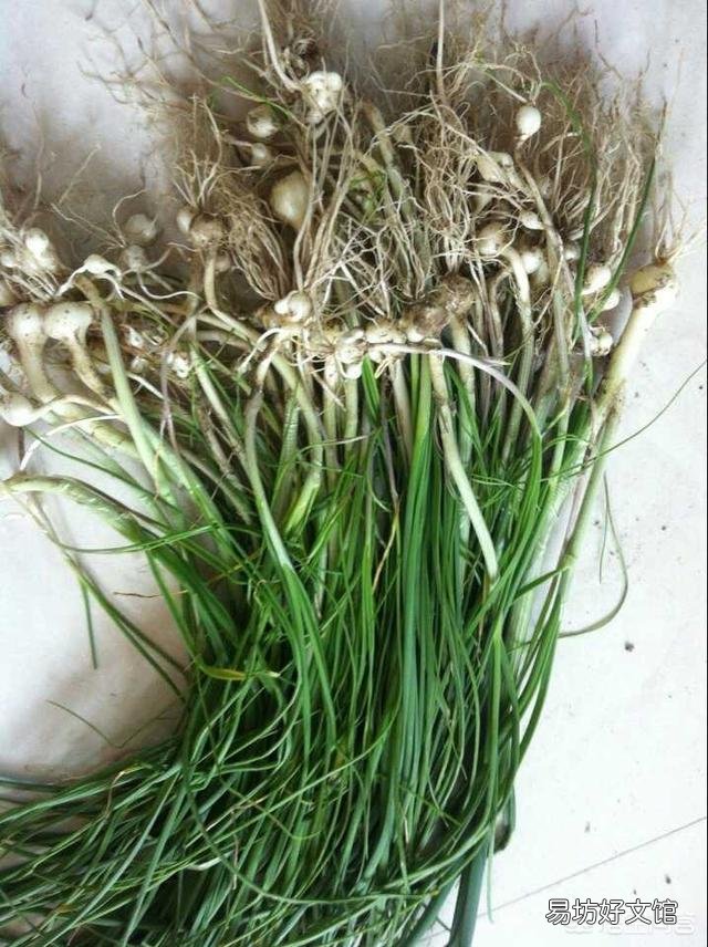 这是一种什么植物?